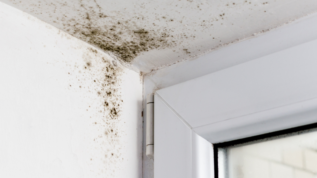 mold growth in a home